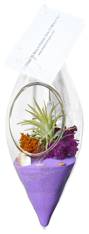 Neon Purple Airplant Terrarium