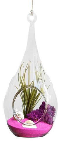 Hot Pink Airplant Terrarium