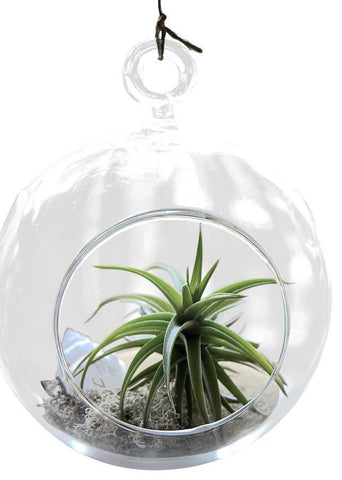 Classic Air Plant Terrarium