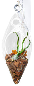 Wood Bark Airplant Terrarium