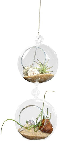 Double Beach Airplant Terrarium