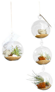 Tri Level Airplant Terrarium -Beach Theme