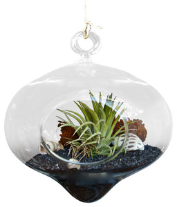The City Airplant Terrarium