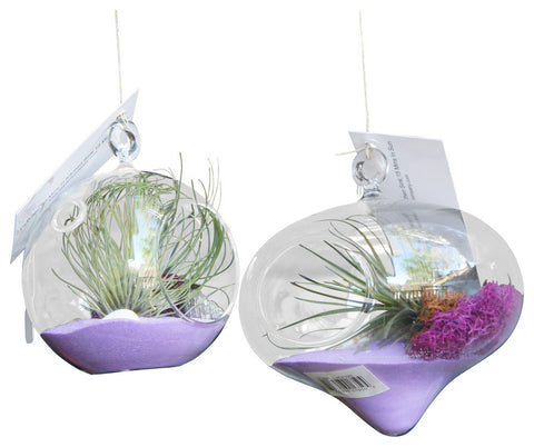 2 Purple Dreams Air Plant Terrarium Deal