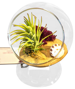 air plant terrarium wholesale The Beach Table Air Plant Terrarium Orb – Airplantcompany.com