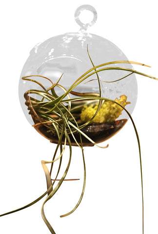 Bulbosa Airpalnt Terrarium