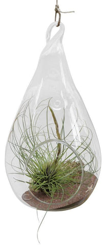 Dragon Air Plant Terrarium