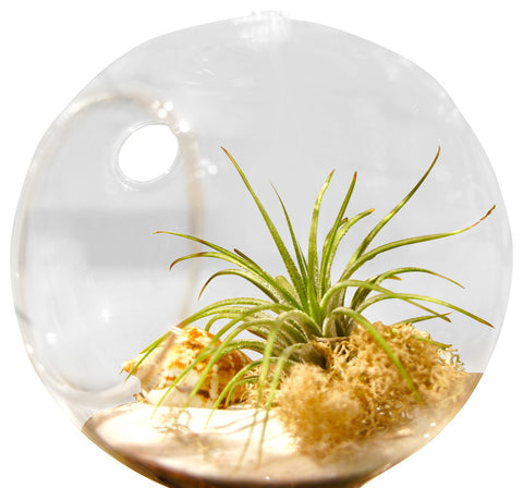 White Beach Terrarium