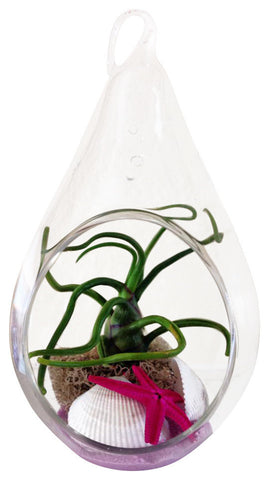 Pinky Table Air Plant Terrariums