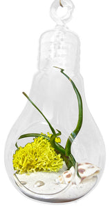 Light Bulb Beach Theme Lime Moss