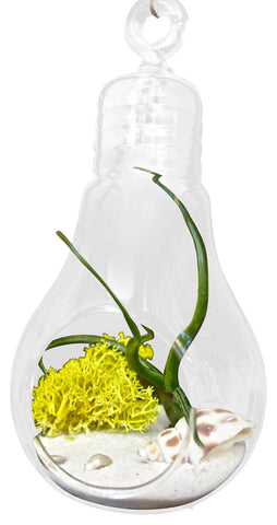 Light Bulb Beach Theme Lime Moss