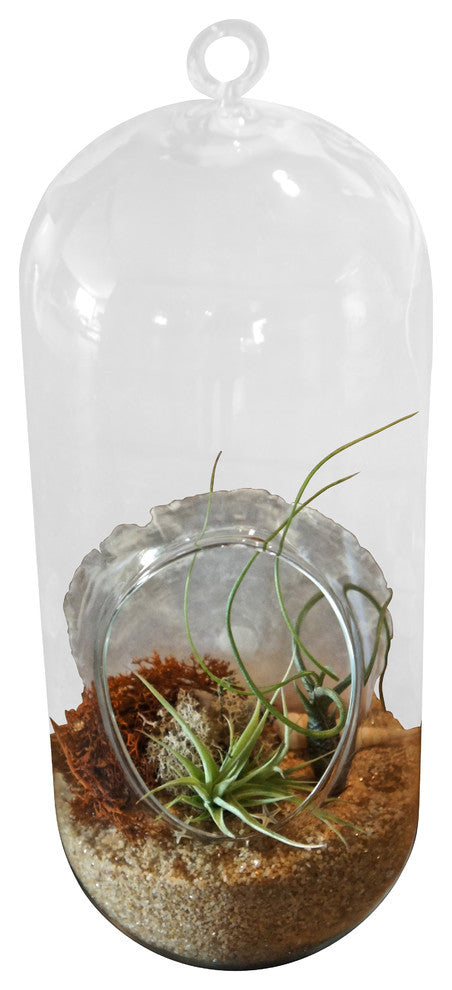 Large Cylinder Airplant Terrarium