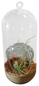 Large Cylinder Airplant Terrarium