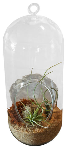 Large Cylinder Airplant Terrarium
