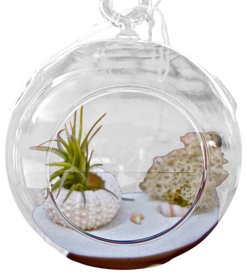 single plant terrarium Beachy Single Air Plant Terrarium – Airplantcompany.com