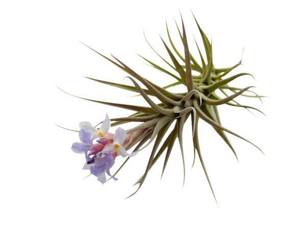Double Pink Airplant Terrarium