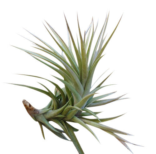 Airplant