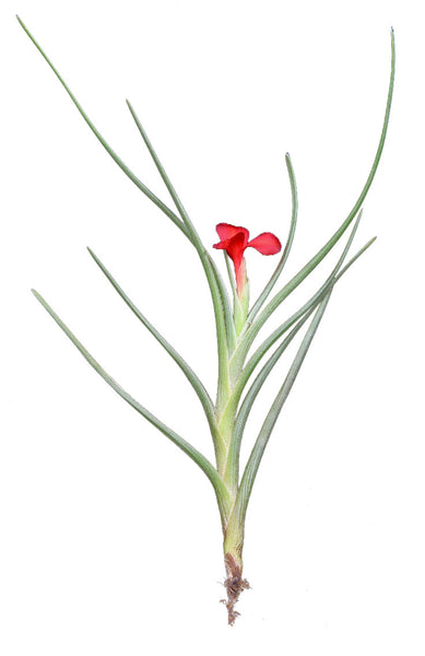Tall Cylinder Airplant Terrarium