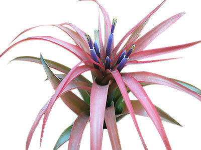 Red White Blue Airplant Terrarium