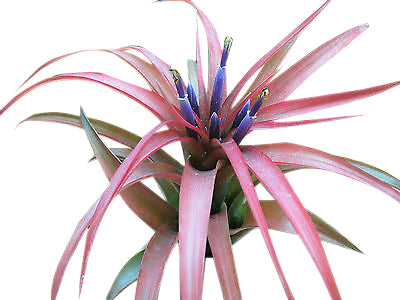 Geometric Airplant Terrarium with Airplant