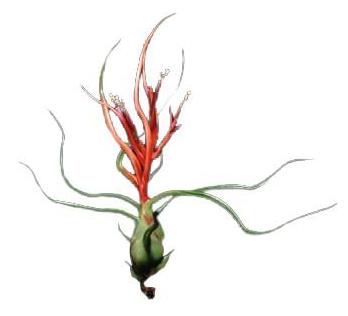 Bulbosa Airplant – Airplantcompany.com