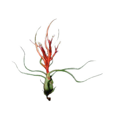 3 Airplant Air Plant Terrarium Set