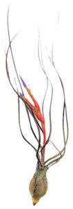 Butzii Airplant