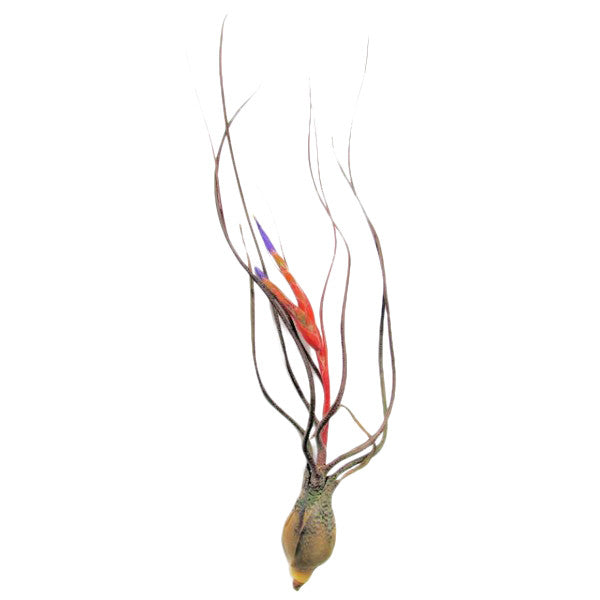 Airplant