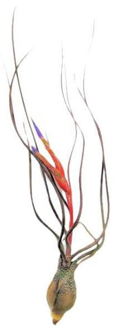 Butzii Airplant