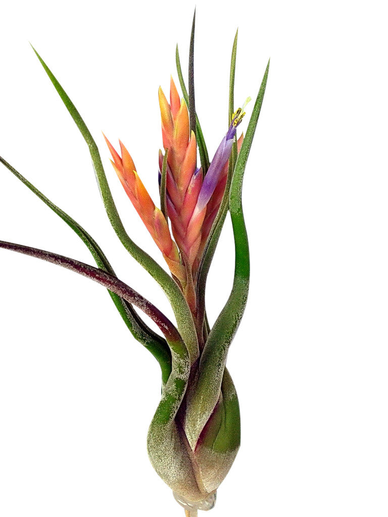 Red Wave Heart Air Plant Terrariums – Airplantcompany.com