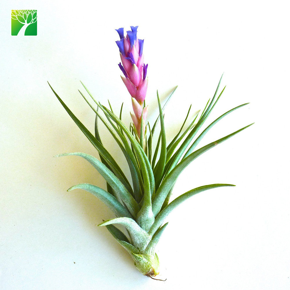 bergeri air plant Aeranthos Bergeri Airplant – Airplantcompany.com