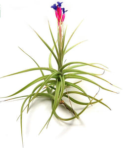 Aeranthos Bergeri Airplant