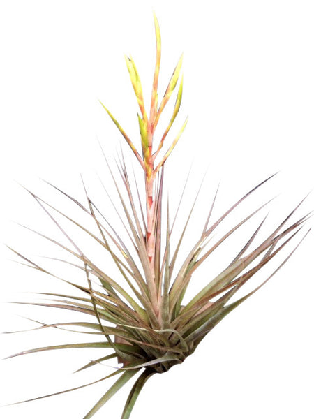 Airplant