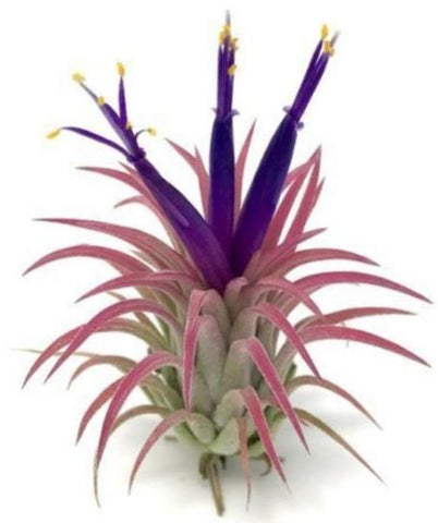 Ionantha Rubra Airplant