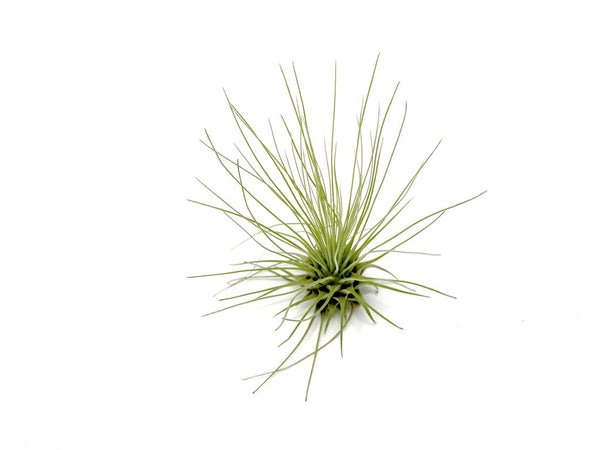 Filifolia Airplant