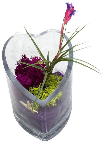 Purple Heart Air Plant Terrariums