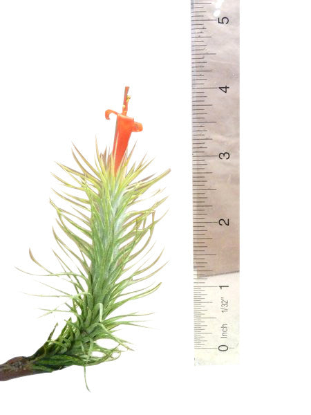 ragnaroc air plants The Sands Air Plant Terrarium Orb – Airplantcompany.com