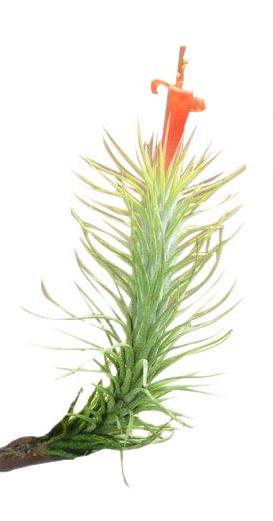 Funkiana Air Plant