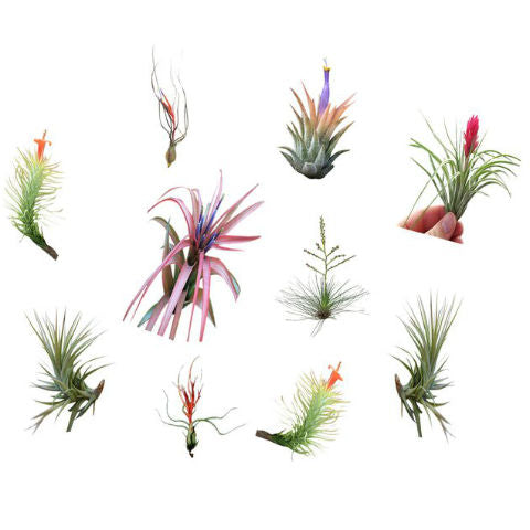 Airplant Grab Bag, Airplants, Aeranthos Bergeri, Airplant, Airplants, Tillandsia, 