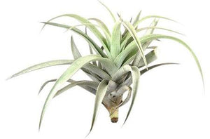 Harrisii Airplant