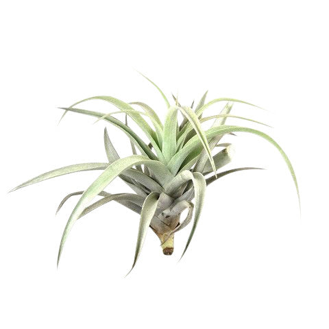 Medium Airplant Grab Bag