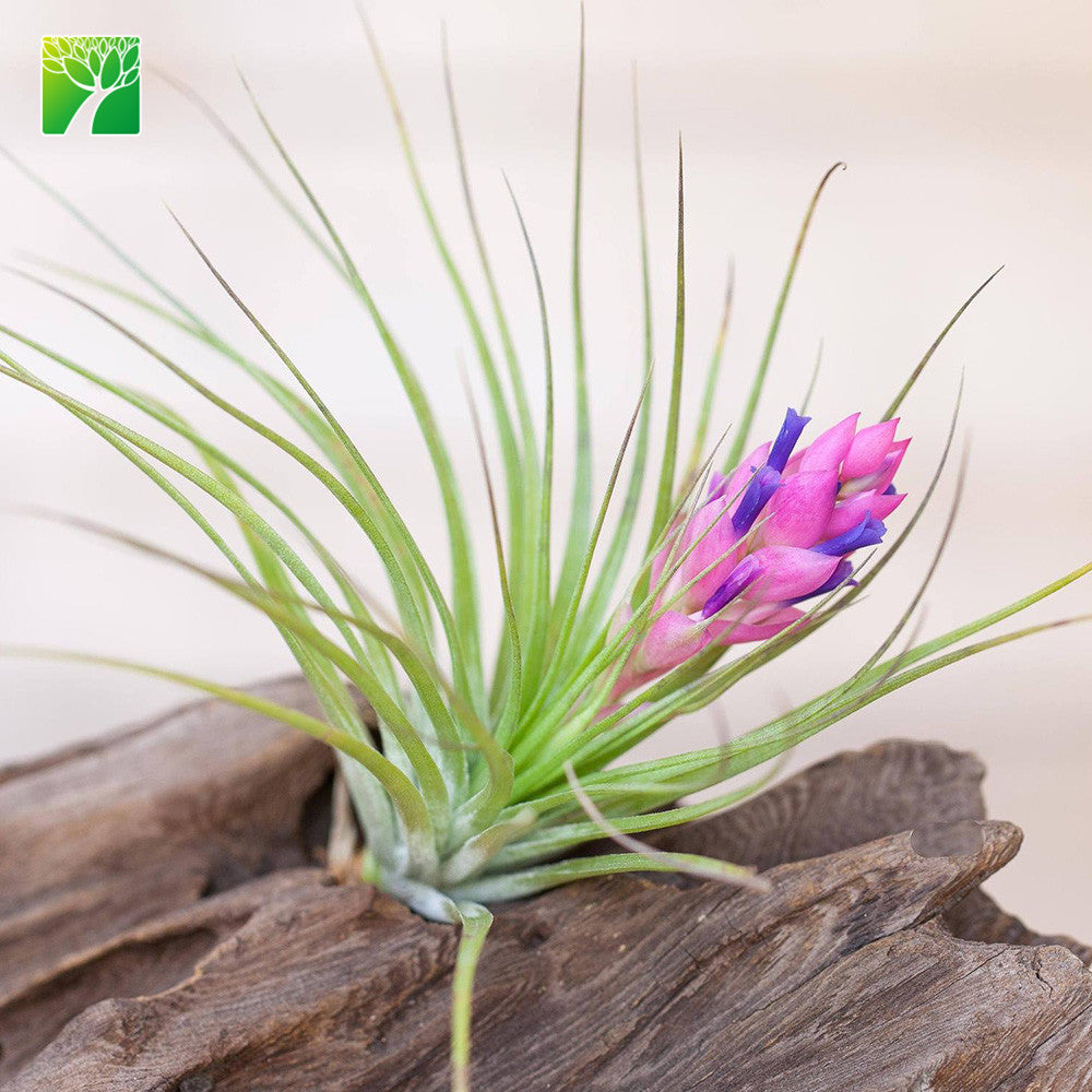 Pink Stricta Bronze Airplant – Airplantcompany.com