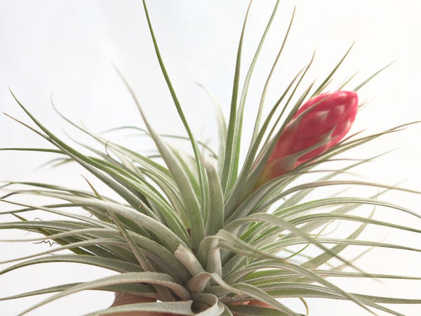 Houston Airplant