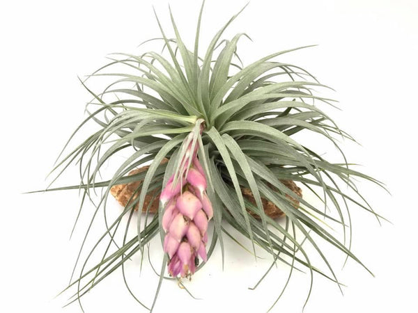 Houston Airplant