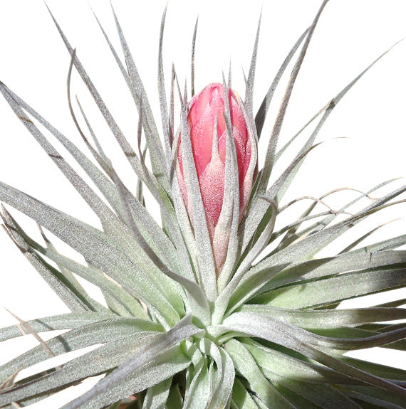 Houston Airplant
