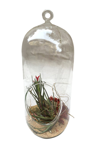 Tall Cylinder Airplant Terrarium