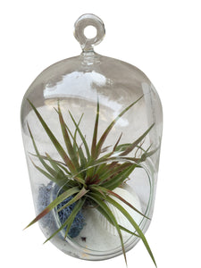Short Clyinder Airplant Terrarium
