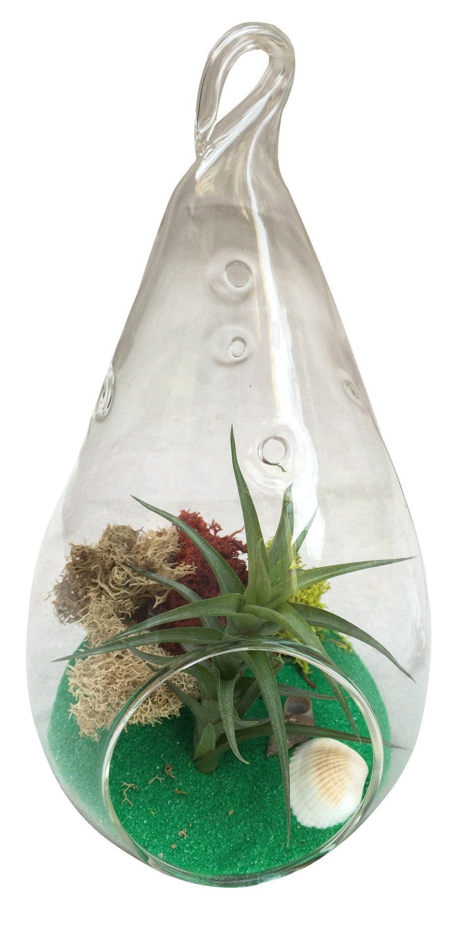 Green Drop Air Plant Terrarium