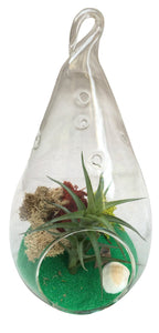 Green Drop Air Plant Terrarium