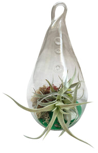 Green Harris with Air Plant Terrarium